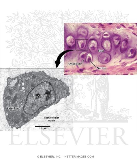 Light Micrograph of Chondrocytes In Hyaline Cartilage and Electron Micrograph of a Chondrocyte With Its Nucleus and Cytoplasm