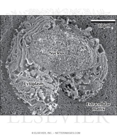 Watermarked preview of labeled image: High-resolution Scanning Electron Micrograph (HRSEM)