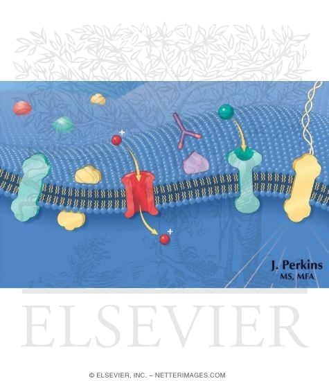 Current Rendition of the Plasma Membrane