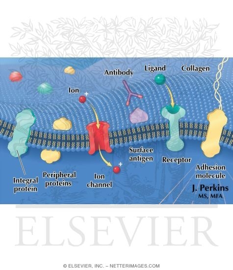 Watermarked preview of labeled image: Current Rendition of the Plasma Membrane
