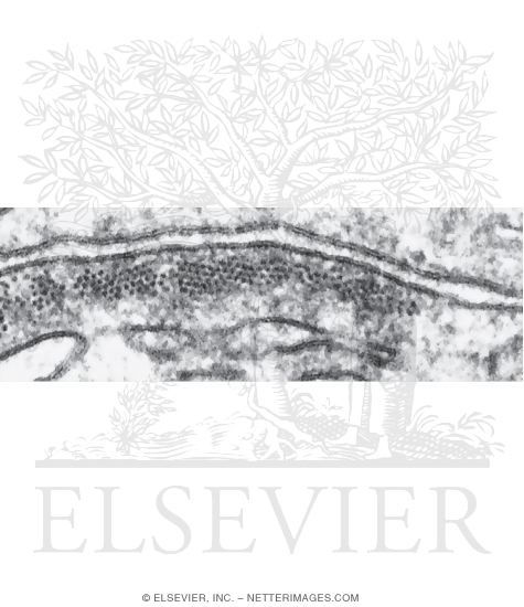 Electron Micrograph of Cell Membranes