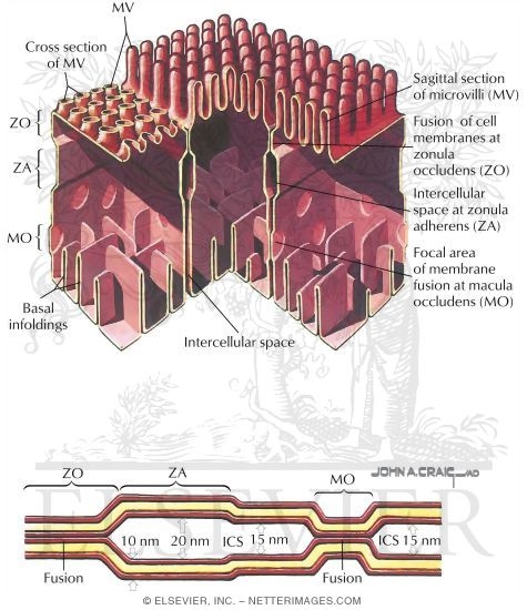 Watermarked preview of labeled image: Golgi Apparatus