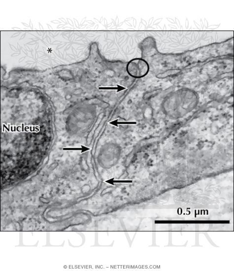 Electron Micrograph Of A Tight Junction Between Two Epithelial Cells In The Wall Of A Renal Tight junctions are a type of cell junctions that play a role in cell adhesion and permeability of paracellular barrier. electron micrograph of a tight junction