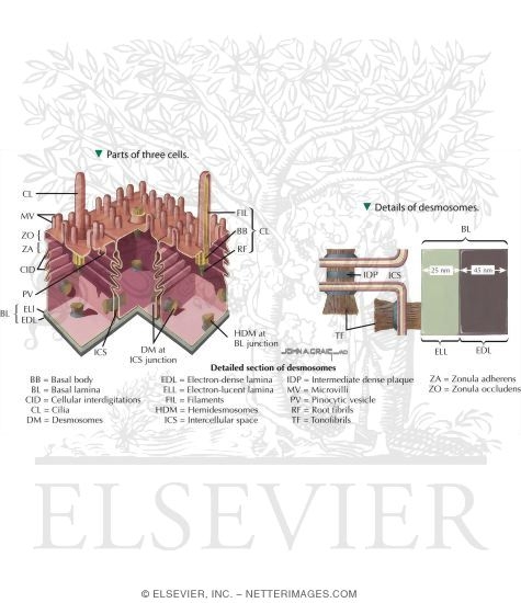 Section of Three Cells