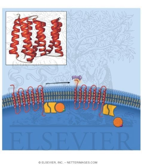 Watermarked preview of unlabeled image: G Protein-Coupled Receptors