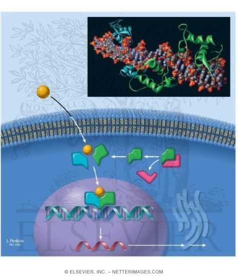 Nuclear Receptors
