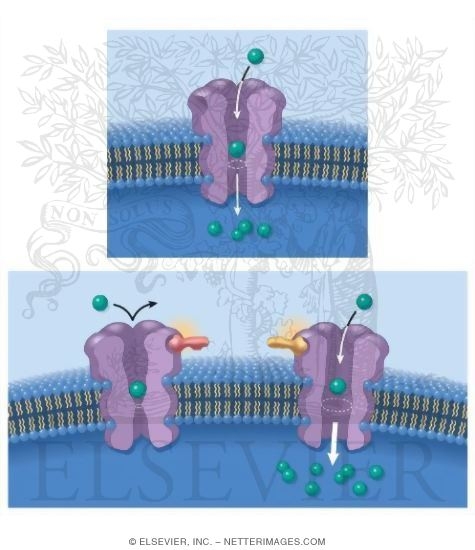 Watermarked preview of unlabeled image: Inverse Agonists