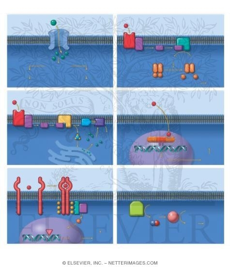 Second-Messenger Pathways