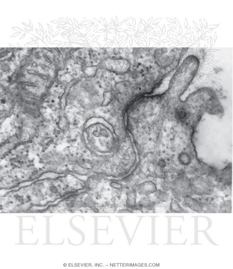 Watermarked preview of unlabeled image: Electron Micrograph of a Zonula Adherens Between Adjacent Epithelial Cells In the Kidney