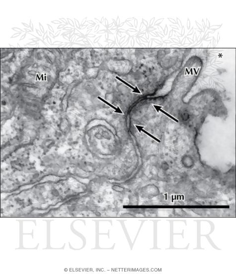 Electron Micrograph of a Zonula Adherens Between Adjacent Epithelial Cells In the Kidney