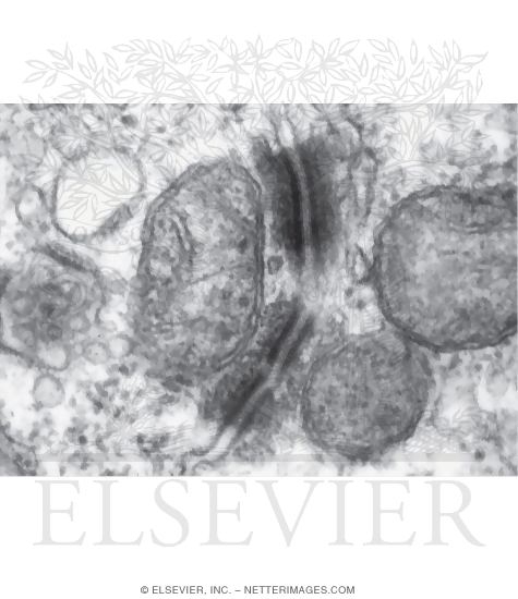 Electron Micrograph of Desmosomes Between Adjacent Epithelial Cells In the Kidney