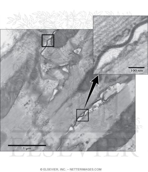 Freeze-Fracture Electron Micrograph Replica of a Gap Junction