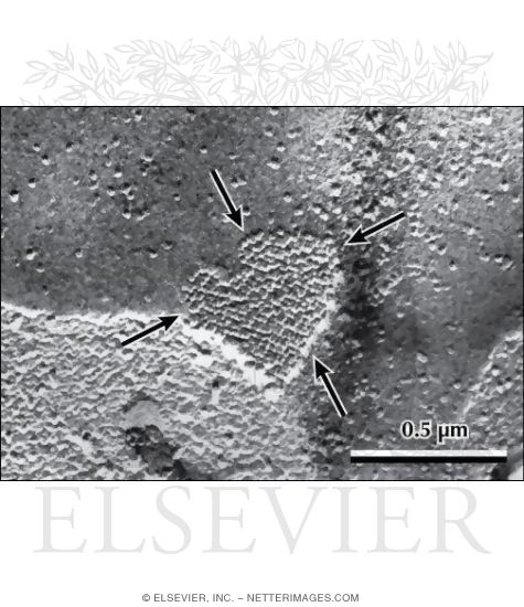 Watermarked preview of labeled image: Electron Micrographs of Gap Junctions In Cardiac Muscle