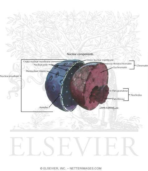 Watermarked preview of labeled image: Nuclear Components of the Cell
