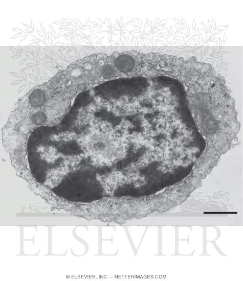 Electron Micrograph of a Lymphocyte