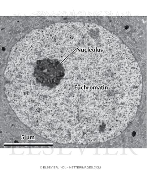 Electron Micrograph of the Perikaryon of a Nerve Cell In a Spinal Ganglion