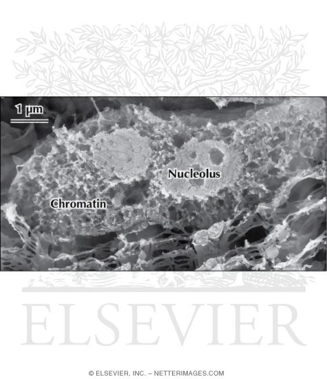 High-Resolution Scanning Electron Micrograph of the Interphase Nucleus of a Skeletal Muscle Fiber