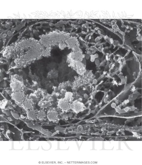 High-Resolution Scanning Electron Micrograph of the Nucleus of a Dividing Cell at Anaphase