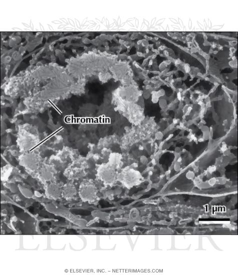 High-Resolution Scanning Electron Micrograph of the Nucleus of a Dividing Cell at Anaphase