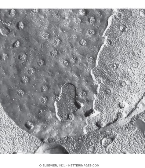 Freeze-fracture Electron Micrograph Replica of the Nuclear Envelope