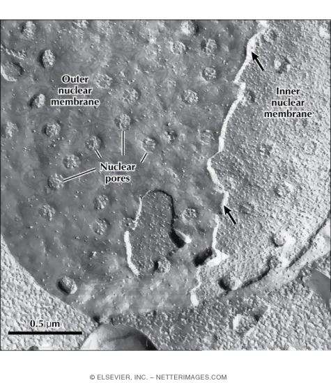 Watermarked preview of labeled image: Freeze-fracture Electron Micrograph Replica of the Nuclear Envelope