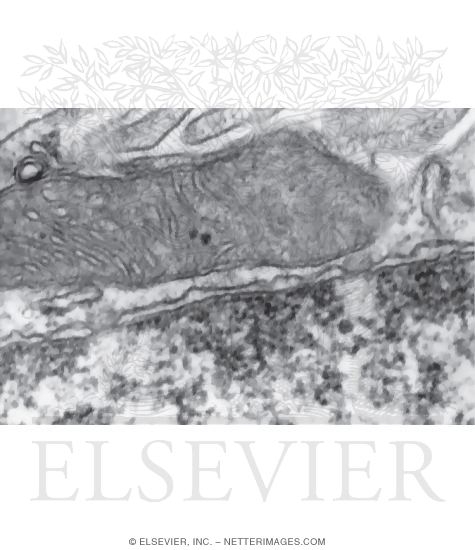 Watermarked preview of unlabeled image: Electron Micrograph of the Nuclear Envelope
