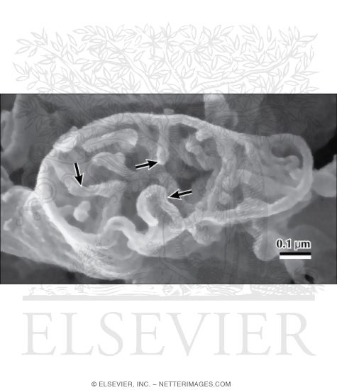 Watermarked preview of labeled image: High-Resolution Scanning Electron Micrograph of a Mitochondrion