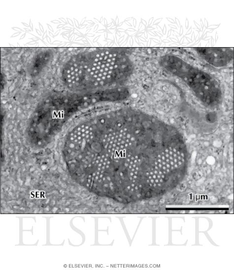 Electron Micrograph of the Mitochondria In a Steroid-Secreting Cell