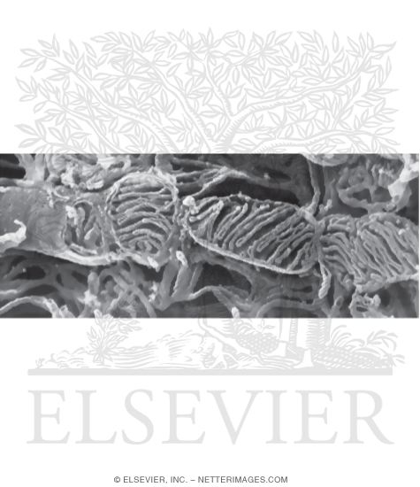 High-Resolution Scanning Electron Micrograph of Mitochondria In a Diaphragm Muscle Fiber