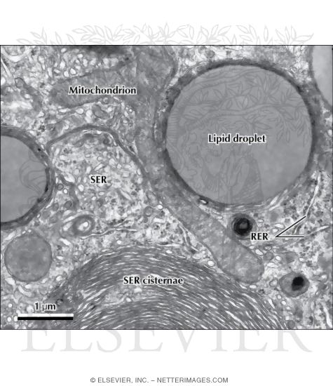 Electron Micrograph of Part of a Hepatocyte Showing Sagittal and Cross-Sectional Smooth Endoplasmic Reticulum