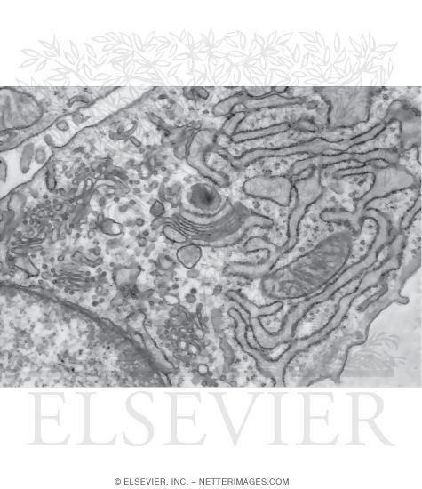 Electron Micrograph of Part of a Fibroblast In a Growing Tendon