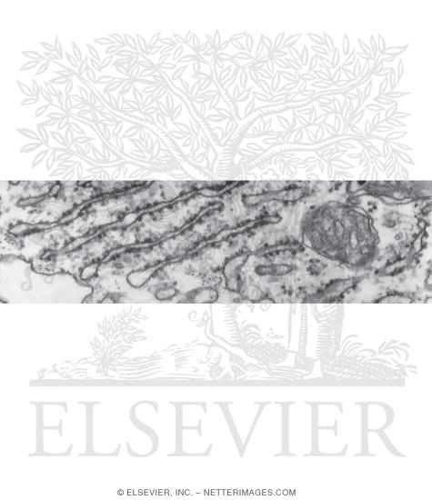 Higher Magnification Electron Micrograph Showing Details of the Rough Endoplasmic Reticulum