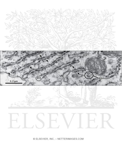 Higher Magnification Electron Micrograph Showing Details of the Rough Endoplasmic Reticulum