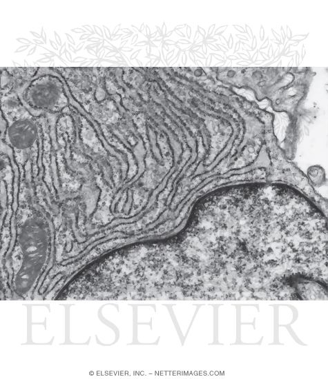 Watermarked preview of unlabeled image: Electron Micrograph of Part of an Active Fibroblast