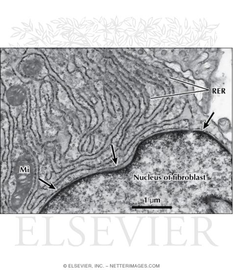 Electron Micrograph of Part of an Active Fibroblast
