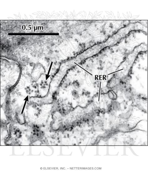 Watermarked preview of labeled image: Higher Magnification Electron Micrograph of Part of a Protein-Synthesizing Cell
