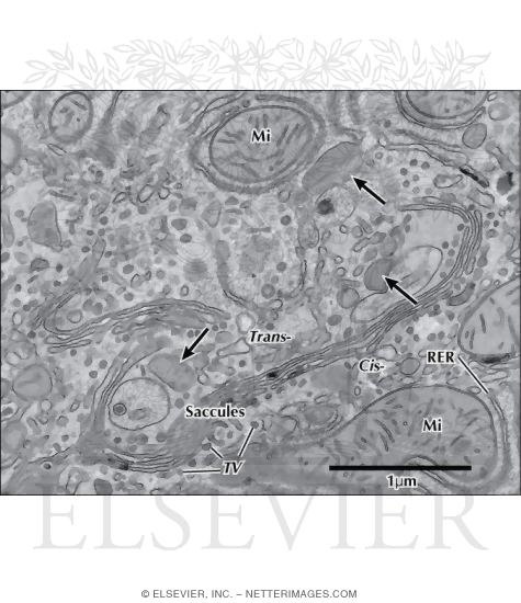 Electron Micrograph of the Golgi Complex In a Hepatocyte
