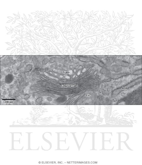 High-Magnification Electron Micrograph of the Golgi Complex Showing Its Functional Compartments