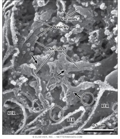 High Resolution Scanning Electron Micrograph of the Golgi Complex Showing Its Surface
Topography