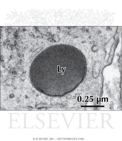 Electron Micrograph of a Primary Lysosome