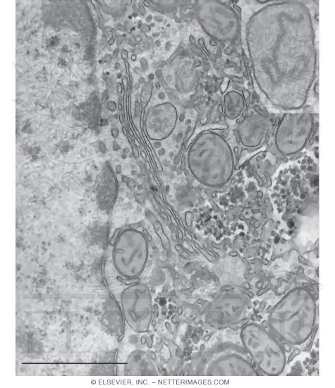 Electron Micrograph of Peroxisomes In the Liver