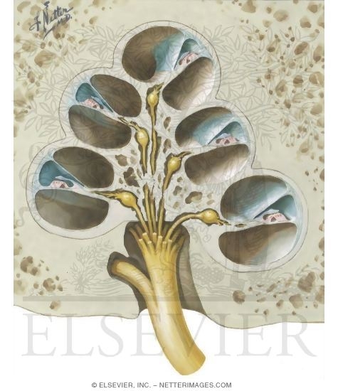 Cross Section of Cochlea