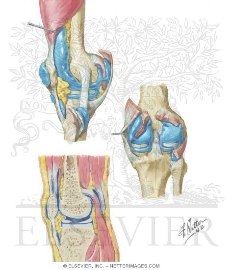 Disorders of the Knee