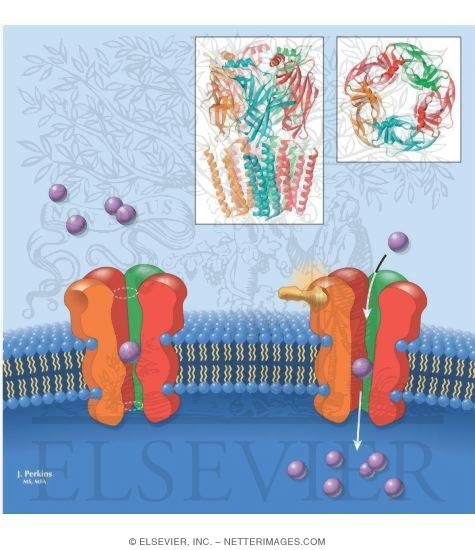 Ligand Gated Ion Channels