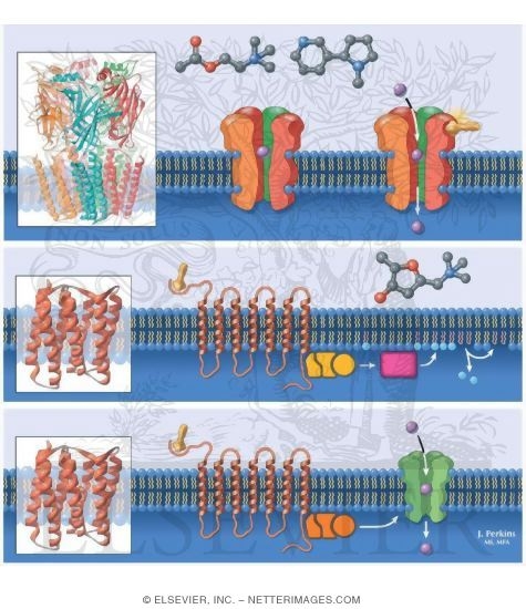 Watermarked preview of unlabeled image: Cholinergic Receptors
