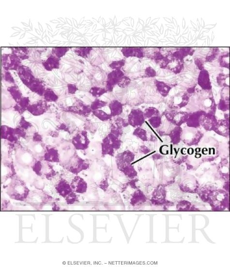 Light Micrograph of the Liver Stained to Show Glycogen In Hepatocytes