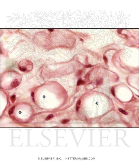 Watermarked preview of labeled image: Light Micrograph of Fat Cells In Adipose Tissue