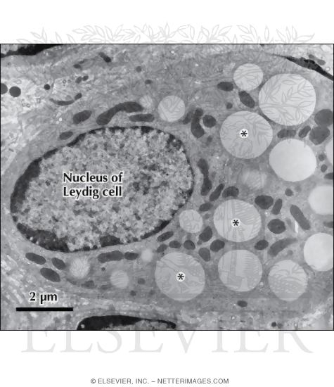 Watermarked preview of labeled image: Electron Micrograph of Lipid Droplets In a Steroid-Secreting Cell
