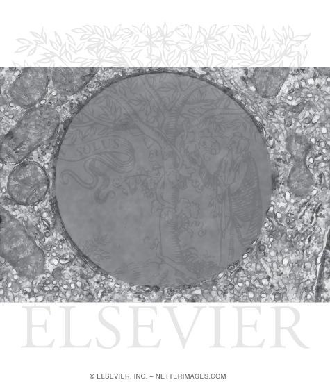 Watermarked preview of unlabeled image: Higher Magnification Electron Micrograph of a Lipid Droplet
