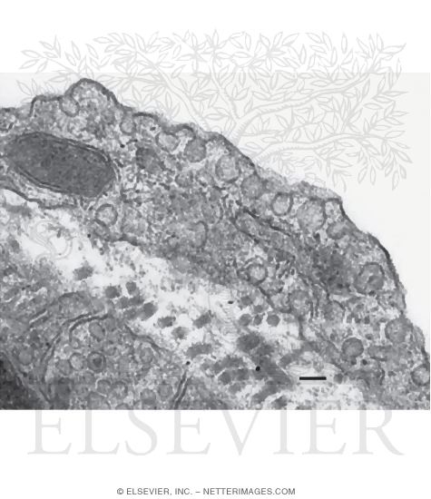 Electron Micrograph of Caveolae and Vesicles In an Endothelial Cell